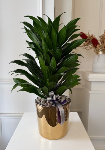 Gold Cam Saksıda Dracena