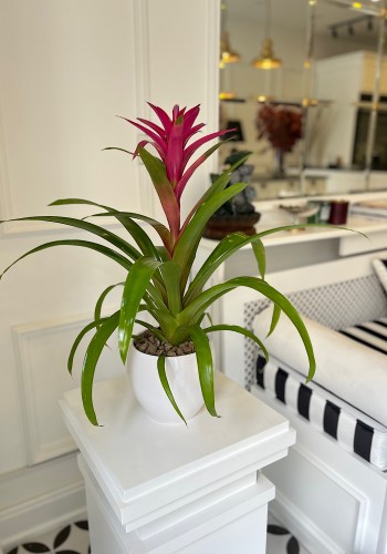 Guzmania