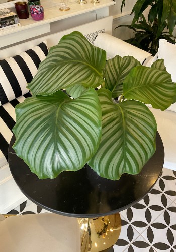 Calathea Orbifolia