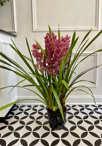 Cymbidium Orkide