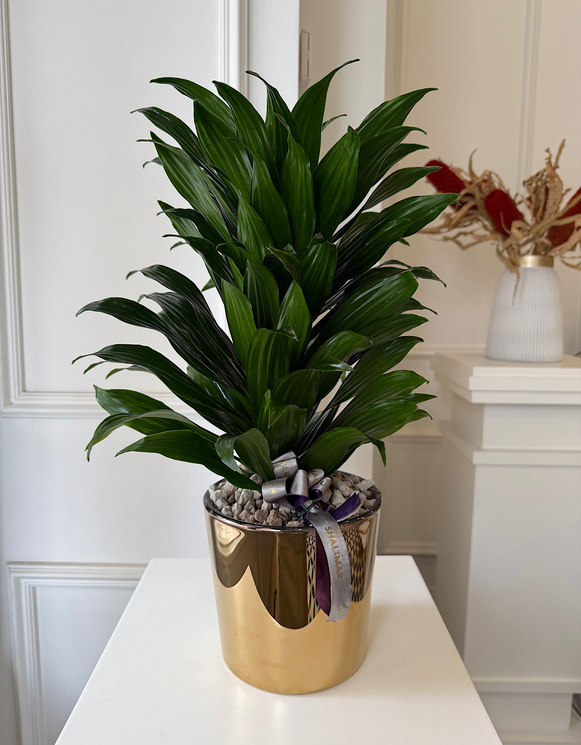 Gold Cam Saksıda Dracena